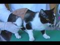 Pesquisa com células-tronco em gatos