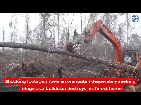 Orangutan próbuje odeprzeć buldożer, który niszczy jego las