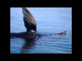 Marine Life Encounters by Kayak