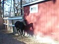 holsteiner horse,8 months,for sale,long island,new york.MOV