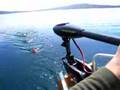 Intex Inflatable with 55 lbs trolling motor