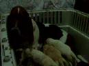 dharma and pups2?
