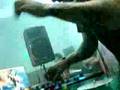 snoochie boochies 2, dj starscream