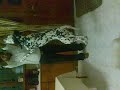 HERE IS MY PET BOUNCER