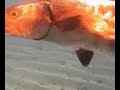 shark feeding creature feature marine life feeding by zoli 3 shark feeding creature feature marine life feeding by zoli 3