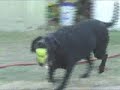 AMAZING Female dog with TWO BALLS! AMAZING Female dog with TWO BALLS!