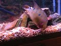 Trimac vs Crayfish