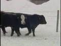 MC Quantock Bull Sale 2008 - Chapter 06 - Black Super Baldie