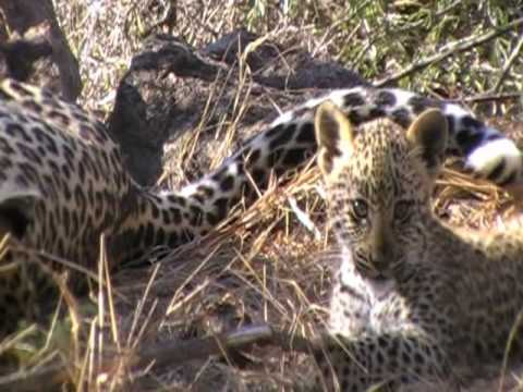 leopard cub