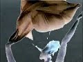 Swim/Peace - Fly/Terror Swim/Peace - Fly/Terror