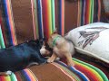 Bitwa dzikich buldog�w