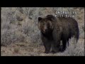 Grizzly�Polar Bear Hybrid