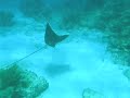 Buceo en cancun, scuba diving in cancun,