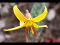 seyrettim-muhammedi-lahi-sleyman-ahintrk.html
