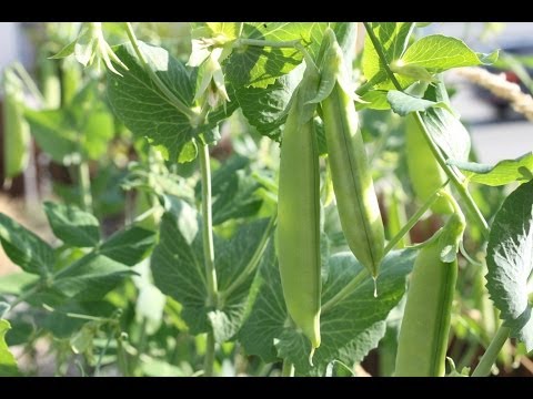 how to fertilize snow peas