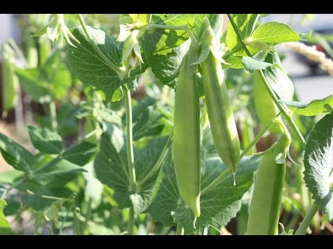 how to snap peas