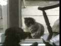 gatos-locos