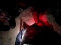 mejor video you tube tortura y crueldad en leon guanajuato