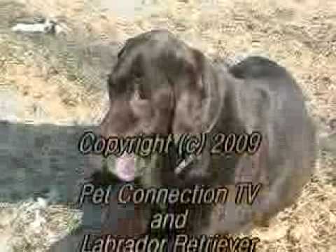 Labrador Retriever Rescue, Inc