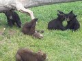 More Baby Bears Playing