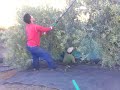 paraguayos en espa�a