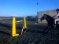 Horse for sale showjumper/ hunter Noggus Ellie