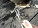 crab attack