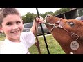 Miniature Cows, Big Advantage