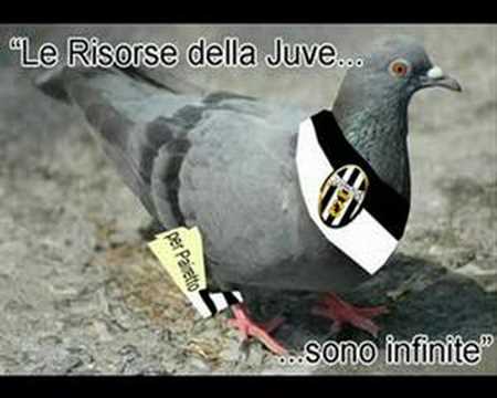 piccione