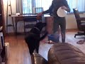 Daisy, jump! Daisy, jump!
