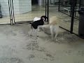 Bart's Video