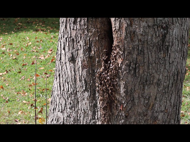 green-white-leaves-1