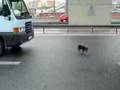 Otoban da köpek var....