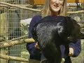 Wie schlau sind Kolkraben? - Ravens - Cuervos