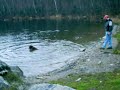Vermont Chesapeake Bay Retriever having fun Vermont Chesapeake Bay Retriever having fun