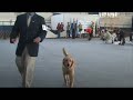 Beagle Per� - Canela en Exposici�n: 182� BEST IN SHOW