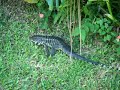 Lagarto folgado! Lagarto folgado!