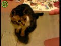 Schokkend ! Man schiet poes dood ! Schokkend ! Man schiet poes dood !