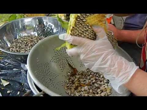 how to harvest seeds from a sunflower