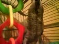 parrot swearing and dancing parrot swearing and dancing