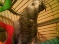 parrot swearing and dancing