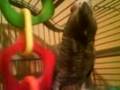 parrot swearing and dancing
