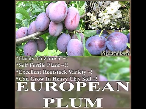 how to replant plum seeds