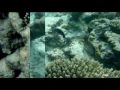 Maldives Vadoo Underwater World