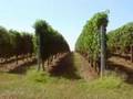 Kinkead Ridge Vineyard and Winery - A Vineyard Year