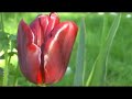 Vivaldi in Keukenhof