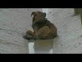 A baby dog dying in the highway