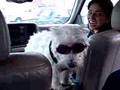 Doggles.
