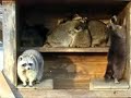 Raccoon Dance Party