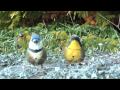 Bird Bits #7--Skate Birds Video